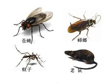 竹料病媒生物防控——“四害”孳生栖息地有哪些场所